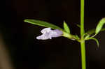 Ozark calamint